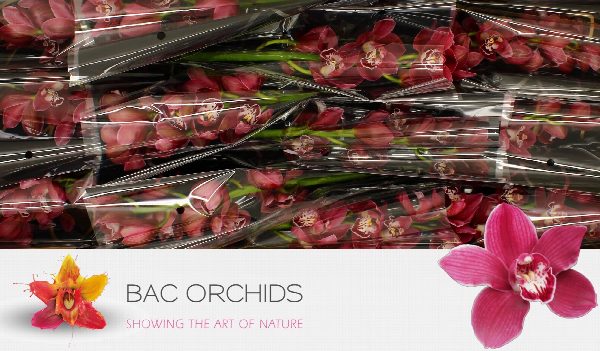 Cymbidium large flowered MERLOT, foto 4