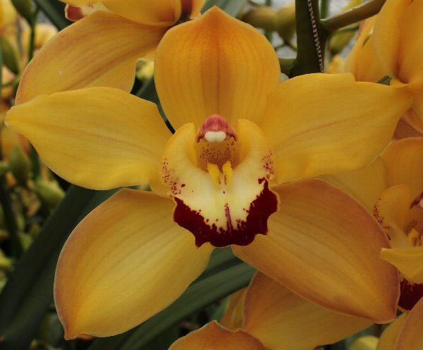Cymbidium large flowered SUSAN, foto 3