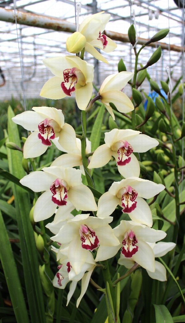 Cymbidium large flowered IVOYR, foto 3