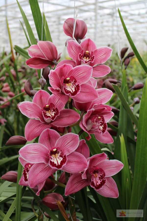 Cymbidium large flowered MONICA, foto 2
