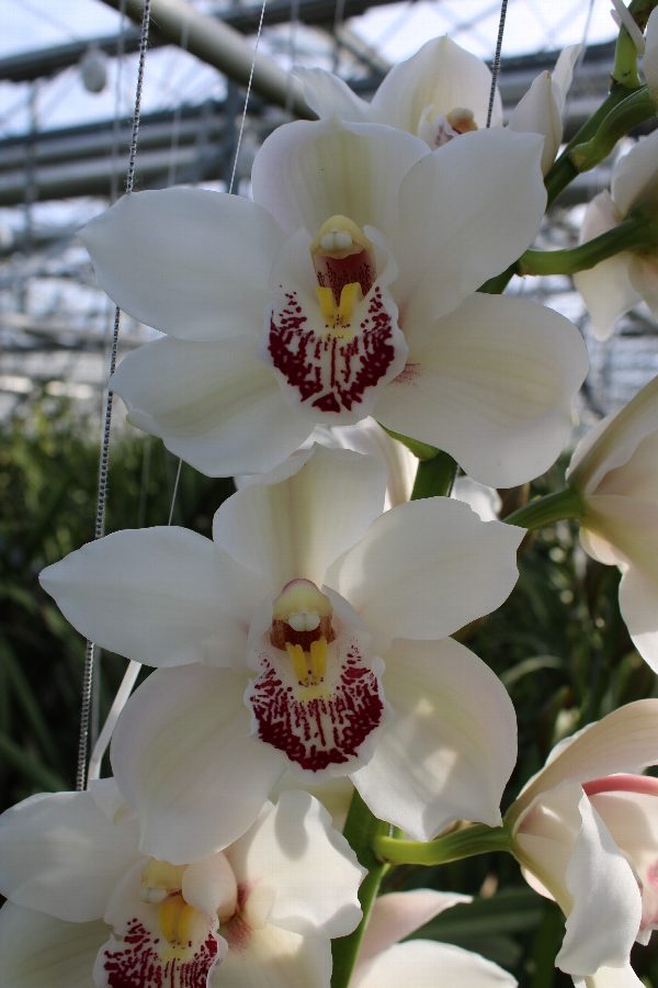 Cymbidium large flowered MELINE, foto 4