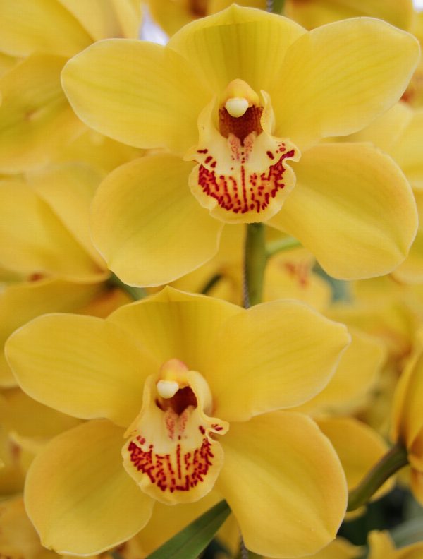 Cymbidium large flowered DIONA, photo 2