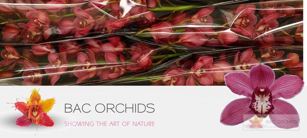 Cymbidium large flowered RED DREAM, foto 5