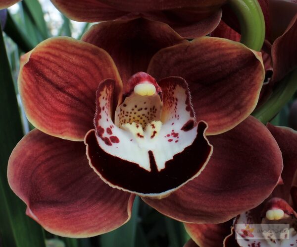 Cymbidium large flowered CHOCOLAT, фото 3