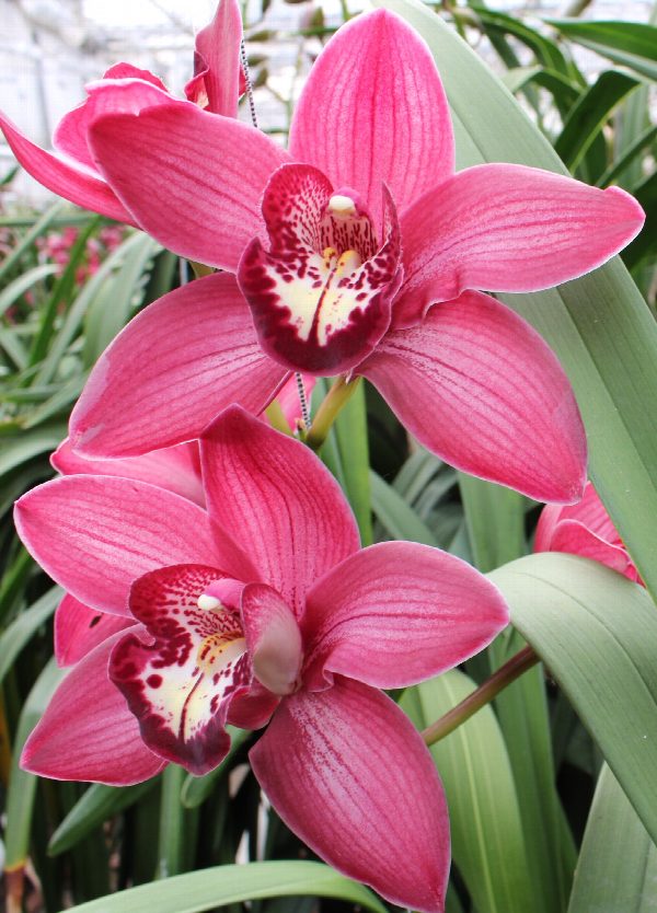 Cymbidium large flowered BAROLO, foto 2
