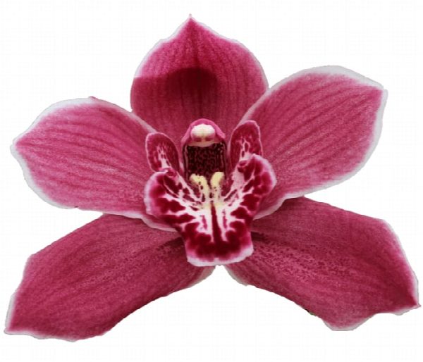 Cymbidium large flowered RED ROCK, фото 2