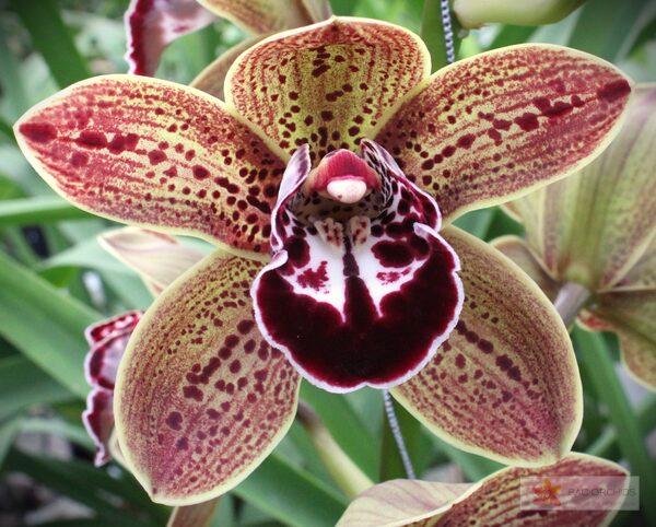 Cymbidium large flowered LOS ANGELES, фото 4