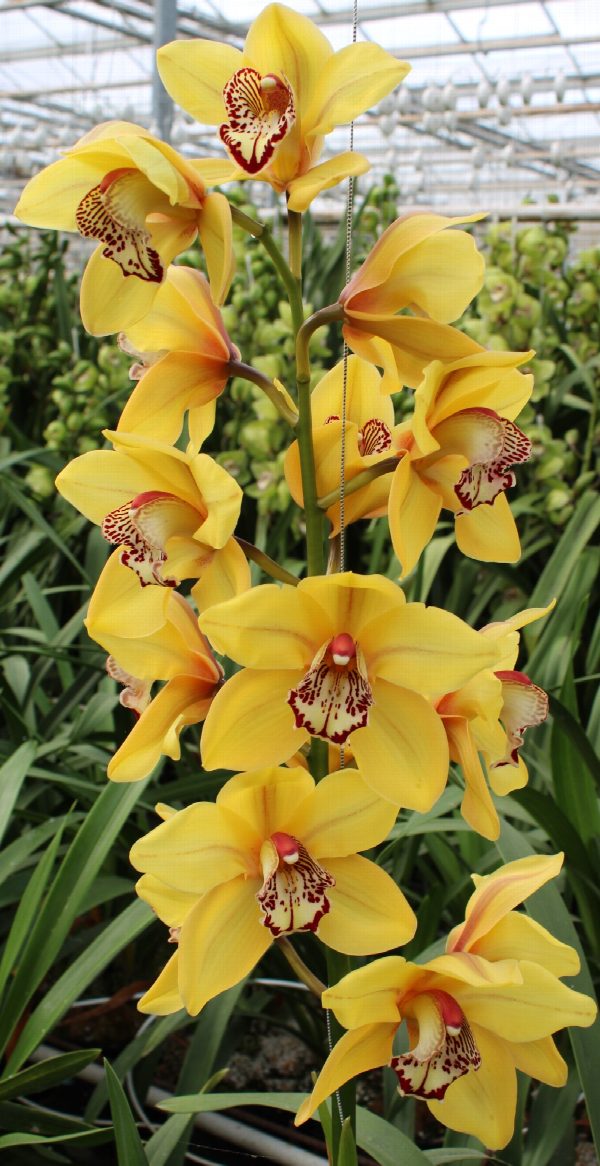 Cymbidium large flowered LA VIE STELLA, foto 2