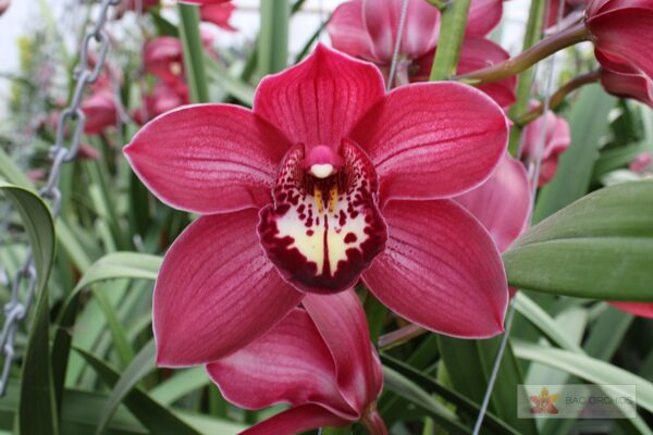 Cymbidium large flowered BAROLO Hilverda, foto 3
