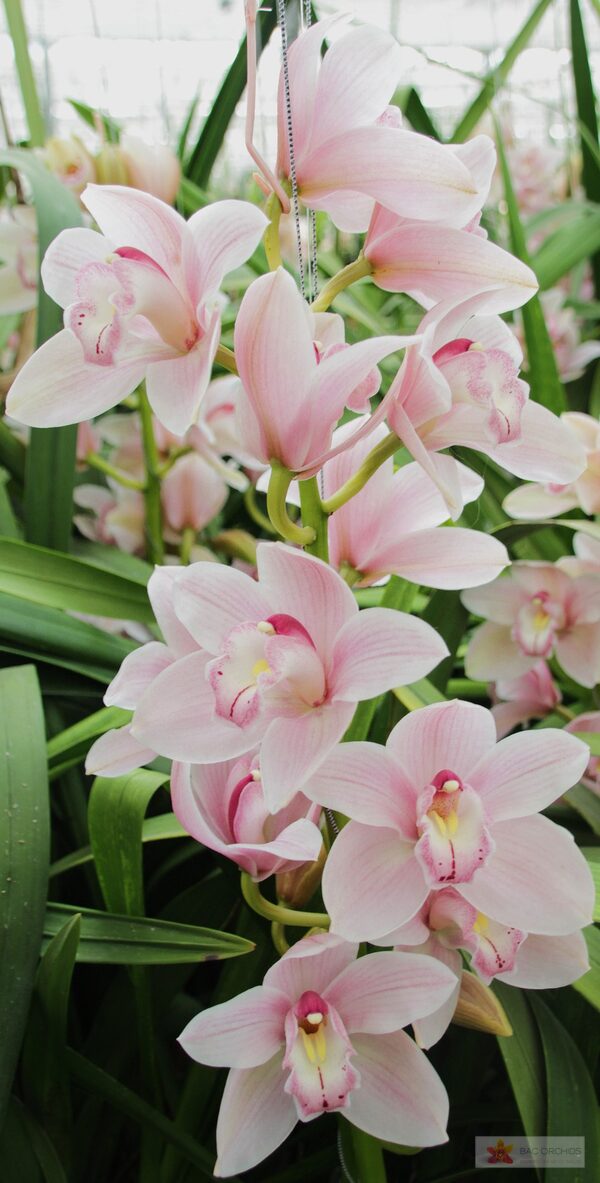 Cymbidium large flowered DELMONTE, photo 4