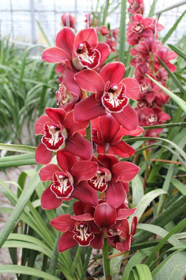 Cymbidium large flowered FLAMEFLOR, foto 2
