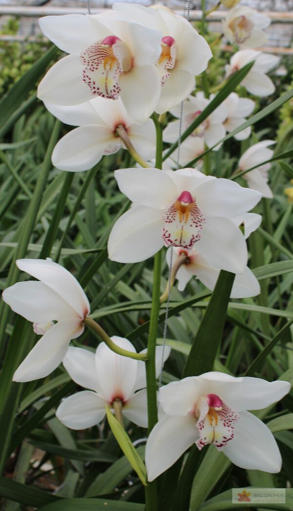Cymbidium large flowered WHITE CRYSTAL, foto 5