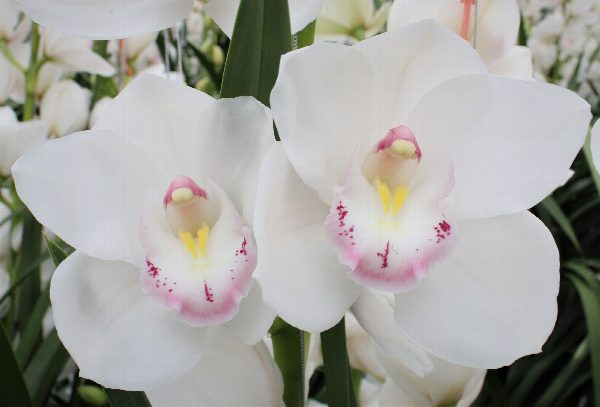 Cymbidium large flowered KILIMANJARO, foto 3