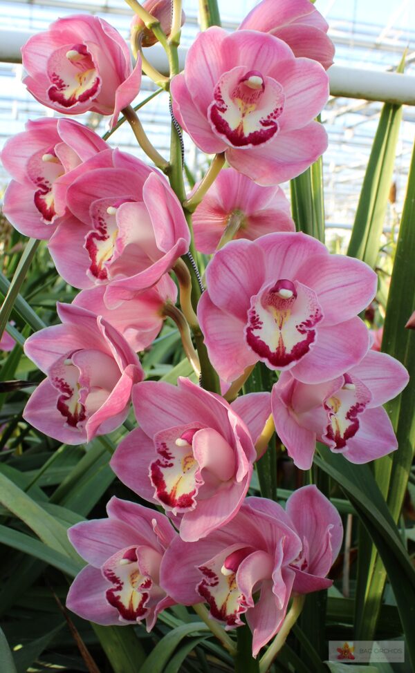 Cymbidium large flowered KIWI SUE, photo 4
