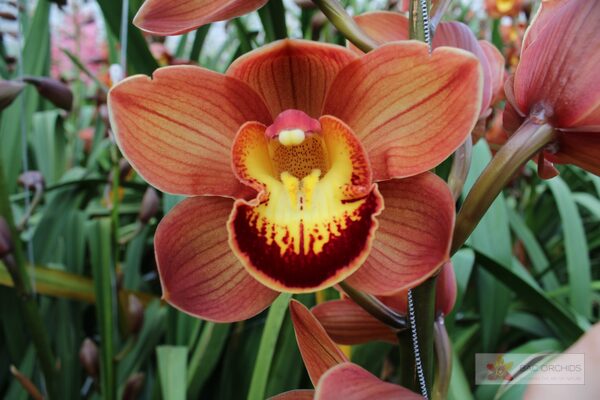 Cymbidium large flowered AUSTRALIAN PRICE, фото 3