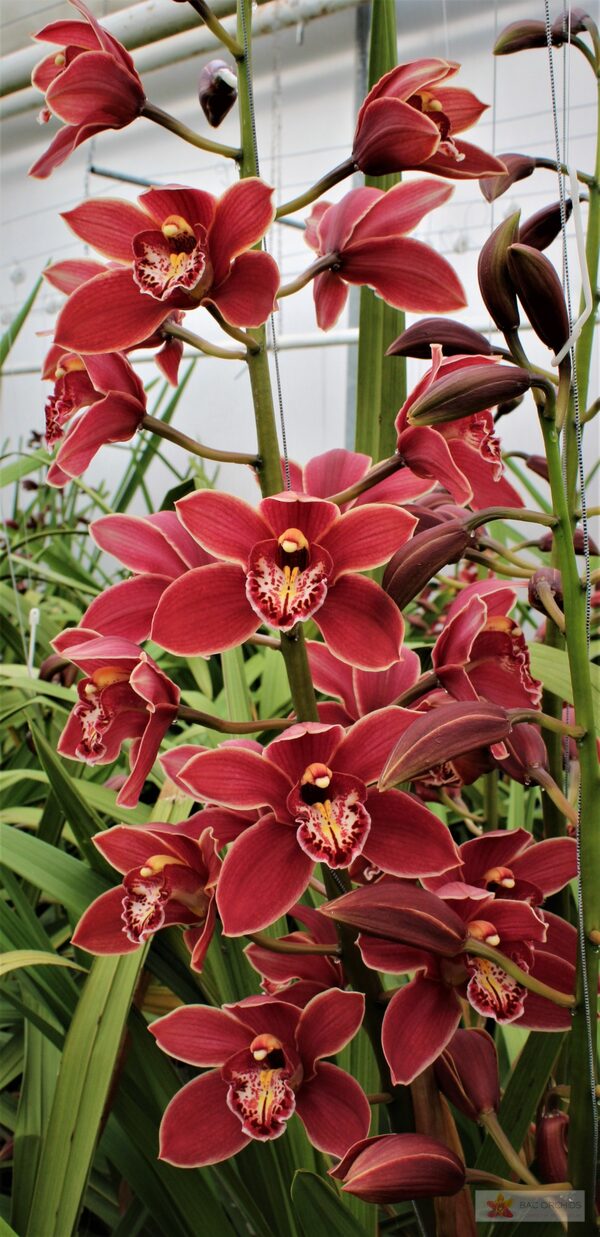 Cymbidium large flowered GRAND CANYON, foto 3