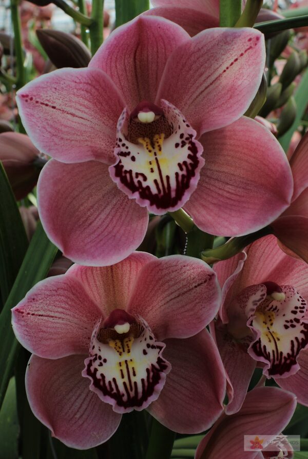 Cymbidium large flowered JET SET, foto 4