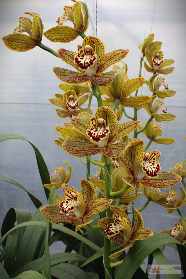 Cymbidium large flowered JUNGLE MIRACLE, photo 3