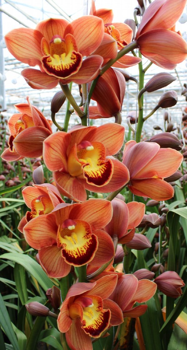 Cymbidium large flowered AUSTRALIAN PRICE, foto 6
