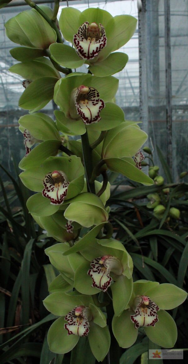 Cymbidium large flowered ROBIN HOOD, foto 3