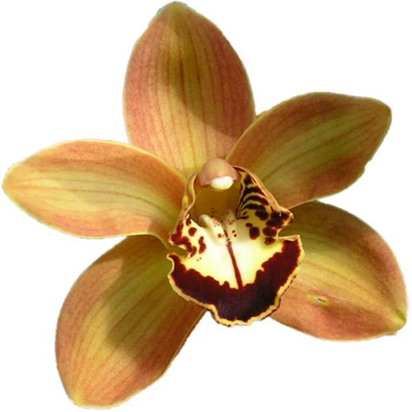 Cymbidium large flowered CHARLY BROWN, foto 4