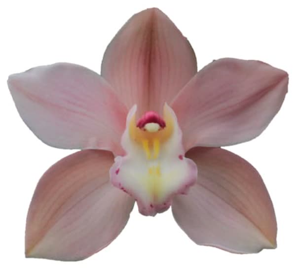 Cymbidium large flowered SALM DELIGHT, photo 4