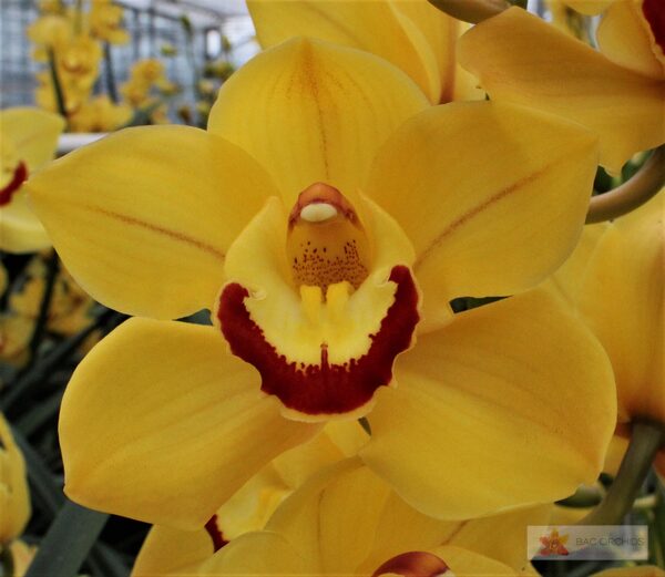 Cymbidium large flowered SUNGLOW, foto 4