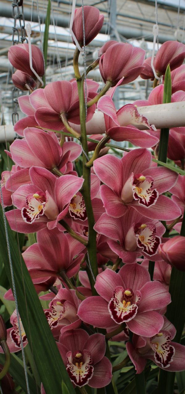 Cymbidium large flowered CANDY, фото 2