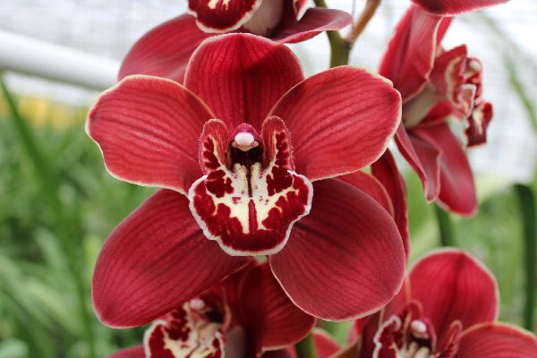 Cymbidium large flowered FLAMEFLOR, foto 4