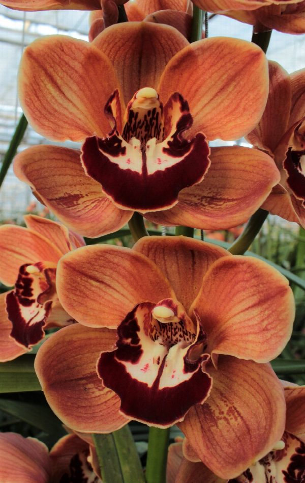 Cymbidium large flowered KING ALEX, foto 3