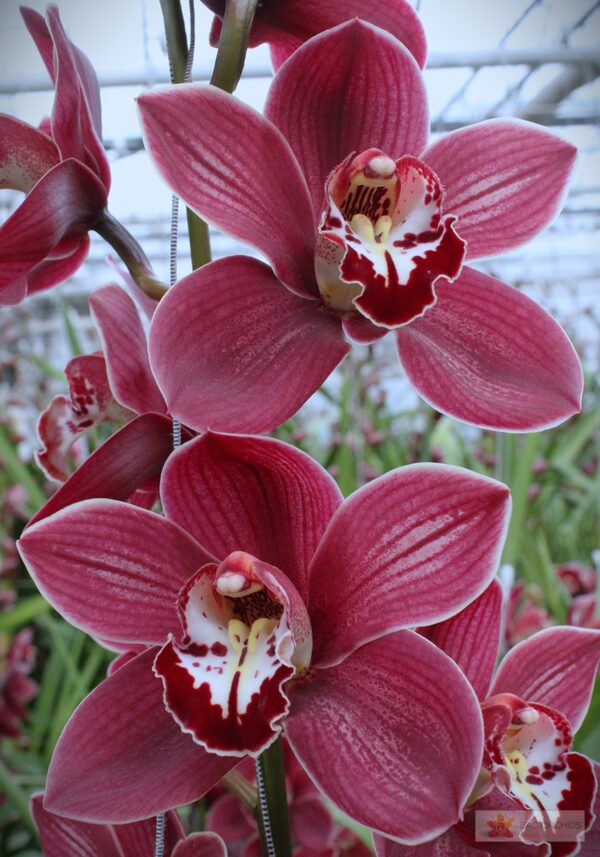 Cymbidium large flowered PRIWINE, foto 3