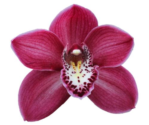 Cymbidium large flowered THOMAS, foto 5