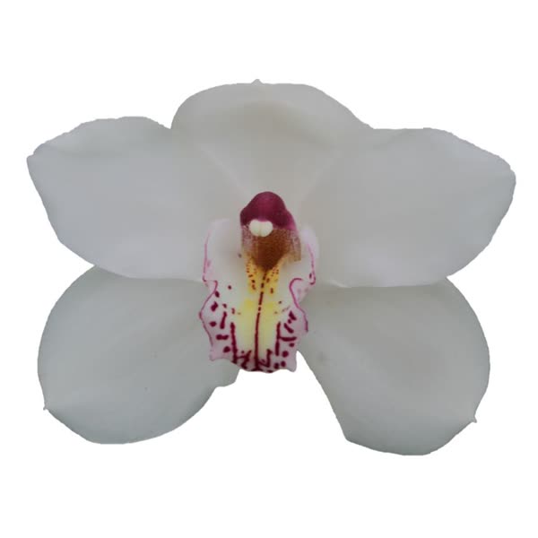 Cymbidium large flowered VANITY