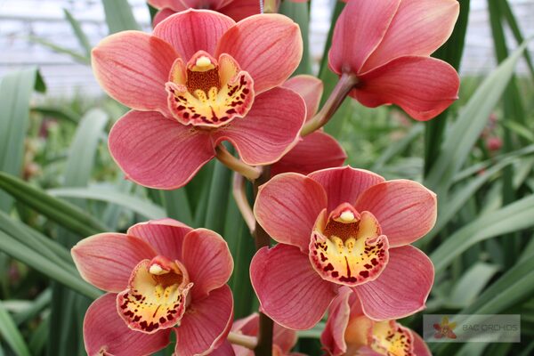 Cymbidium large flowered CORAL SUN, foto 3