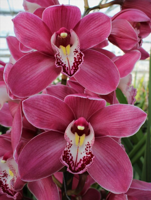 Cymbidium large flowered PRINCESS, foto 4