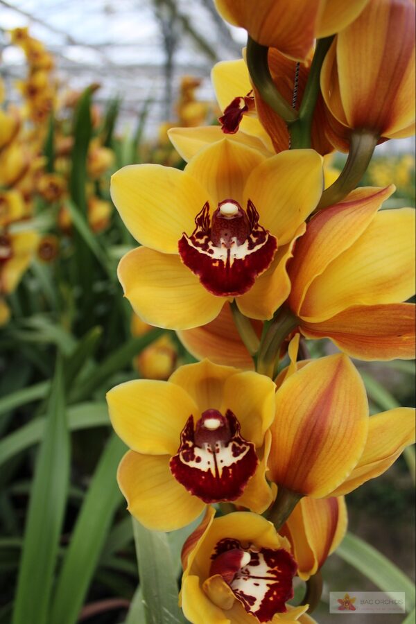 Cymbidium large flowered ORANGE FAVORIT, foto 4