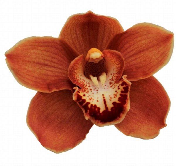 Cymbidium large flowered BRITNEY