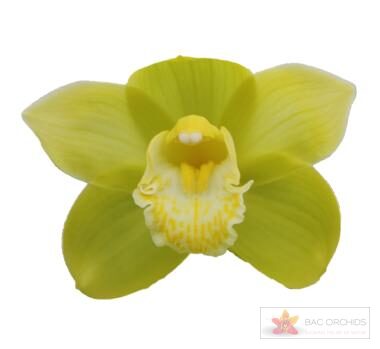 Cymbidium large flowered MINT ICE
