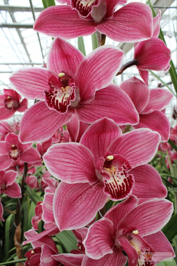 Cymbidium large flowered MONICA, foto 4