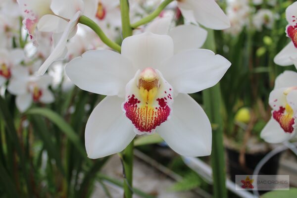 Cymbidium large flowered MARILYN MONROE, photo 3