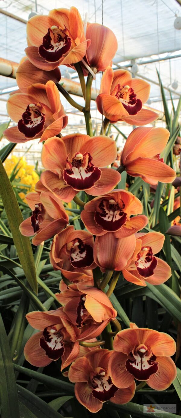 Cymbidium large flowered KING ALEX, foto 4