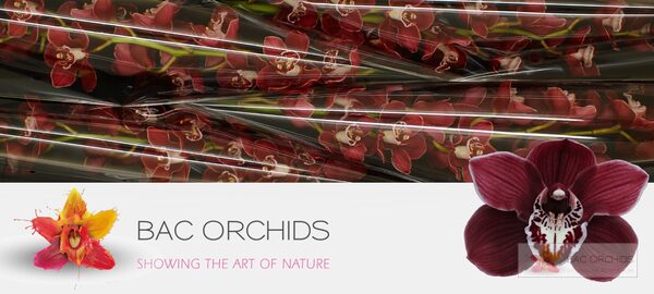 Cymbidium large flowered CHARLOTTE, foto 5