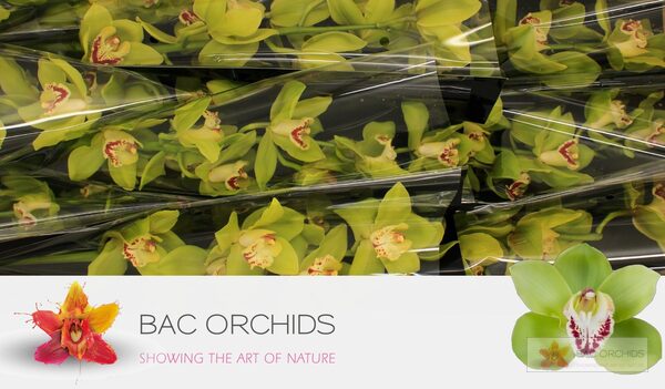 Cymbidium large flowered NOAH, foto 2