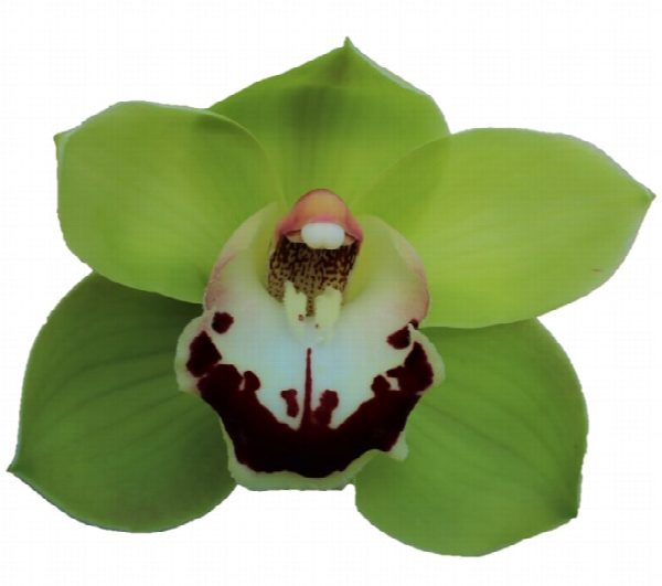 Cymbidium large flowered VALLEY BOOP