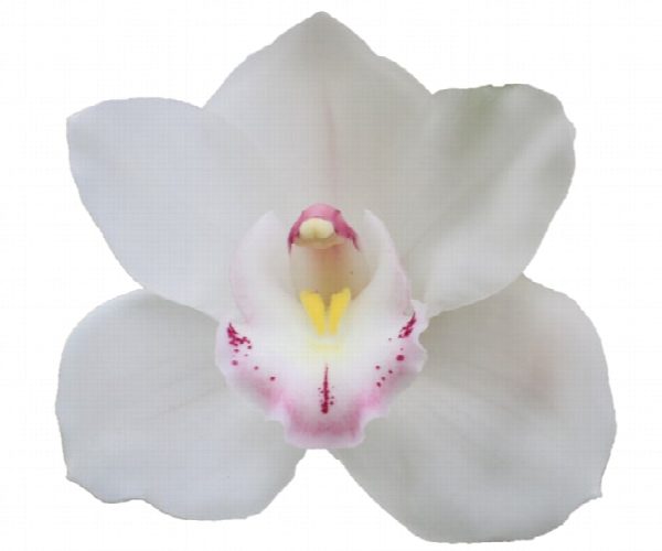 Cymbidium large flowered KILIMANJARO, foto 5
