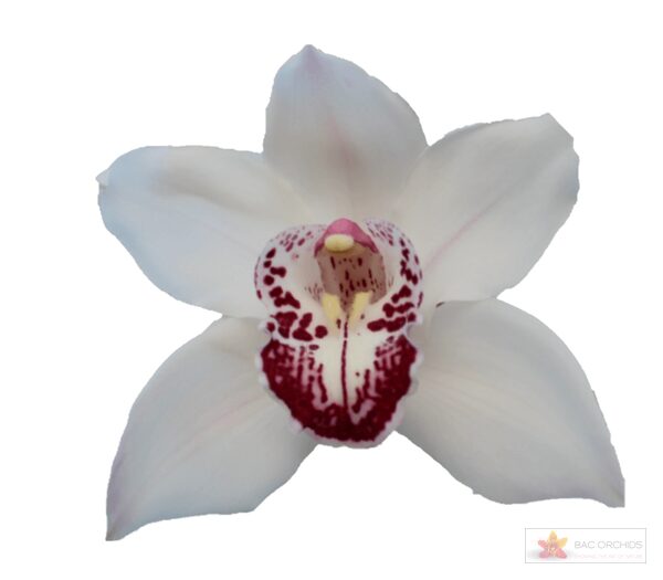 Cymbidium large flowered MIDKNIGHT SKY
