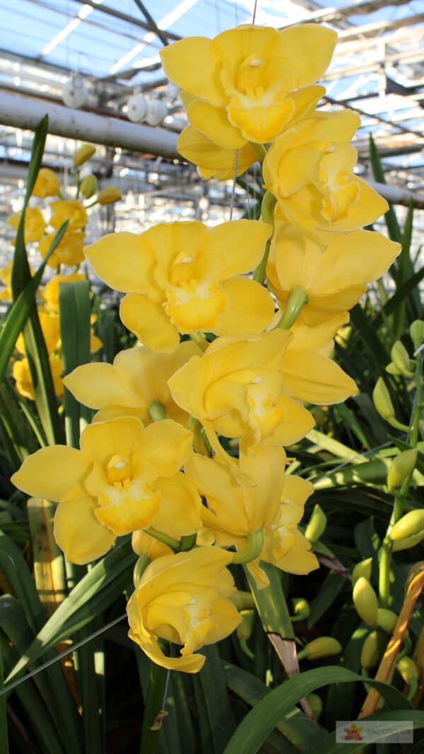Cymbidium large flowered ALBINO YELLOW, photo 4