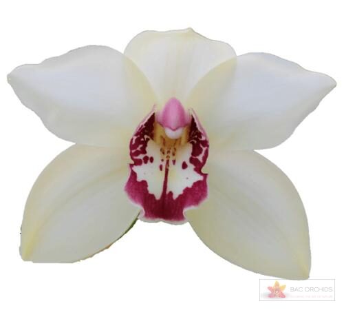 Cymbidium large flowered IVORY