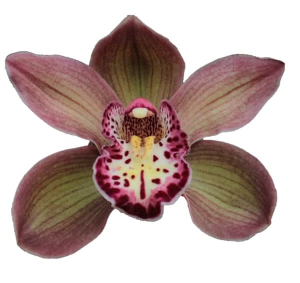 Cymbidium large flowered DARK SAPPHIRE, foto 4