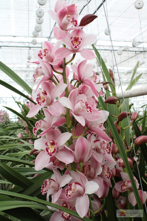 Cymbidium large flowered CINDY, photo 2